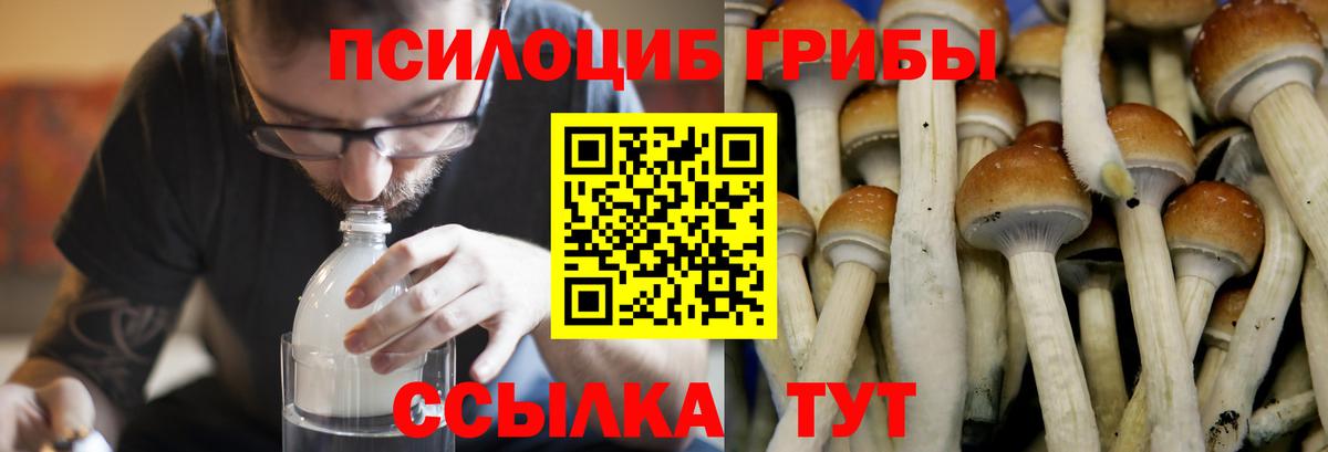 Орёл  Псилоцибиновые грибы мицелий  Псилоцибиновые грибы Cubensis  Вход с VPN 